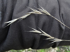 Brachypodium sylvaticum