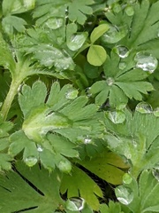 Alchemilla arvensis