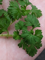Alchemilla arvensis