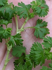 Alchemilla arvensis