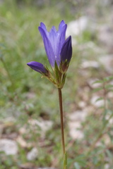 Gentiana olivieri