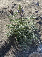 Lupinus havardii