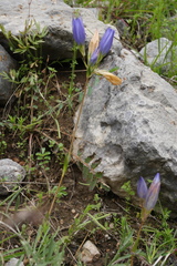 Gentiana olivieri