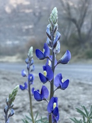 Lupinus havardii