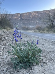 Lupinus havardii