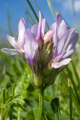 Astragalus agrestis