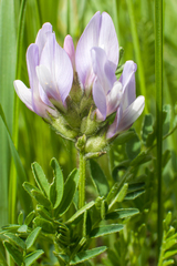Astragalus agrestis