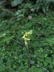 Corydalis balansae