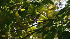 Passer montanus saturatus