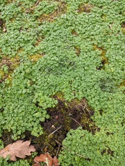 Alchemilla arvensis