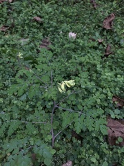 Corydalis balansae
