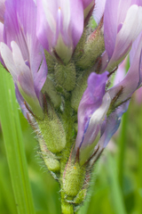 Astragalus agrestis