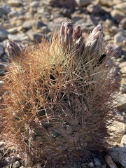 Echinomastus warnockii