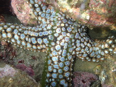 Pisaster giganteus