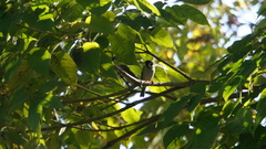 Passer montanus saturatus