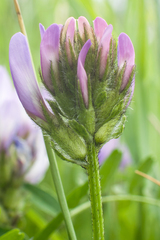 Astragalus agrestis
