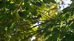 Passer montanus saturatus