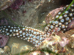 Pisaster giganteus