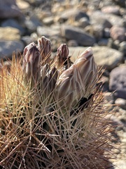 Echinomastus warnockii