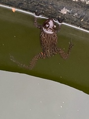 Hylambates maculatus