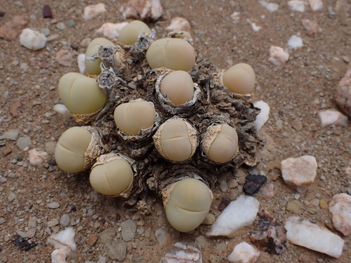 Gibbaeum heathii