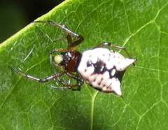 Micrathena patruelis