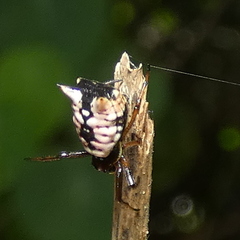 Micrathena patruelis