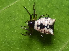 Micrathena patruelis