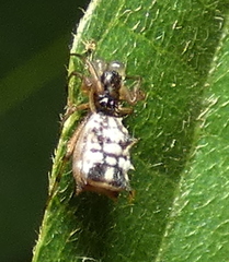 Micrathena picta