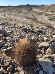 Echinomastus warnockii