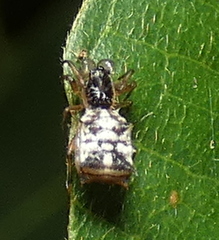 Micrathena picta