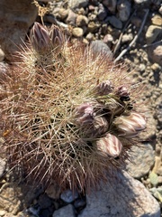 Echinomastus warnockii