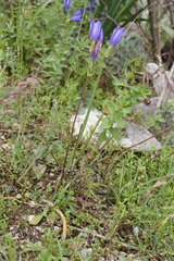 Gentiana olivieri
