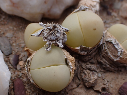 Gibbaeum heathii