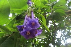 Iochroma cyaneum