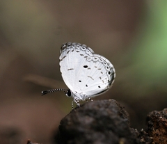 Neopithecops zalmora