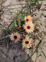 Cleretum bellidiforme