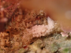 Aegires albopunctatus