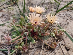 Cleretum bellidiforme