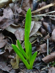 Hyacinthoides non-scripta