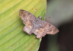 Caprona ransonnettii
