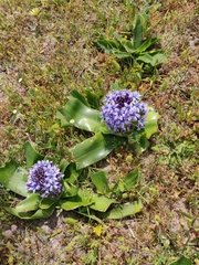 Scilla peruviana