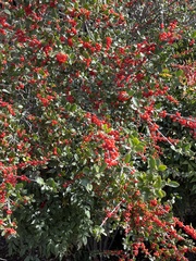 Ilex vomitoria