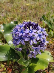 Scilla peruviana