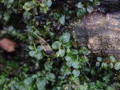 Plagiomnium rostratum