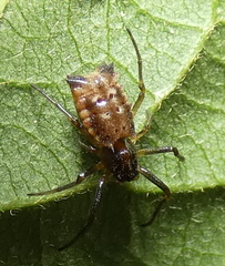 Micrathena