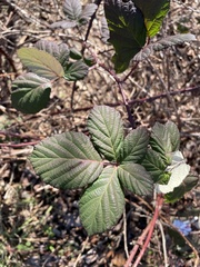 Rubus allegheniensis