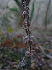 Stachys sylvatica