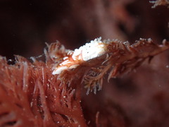 Aegires albopunctatus