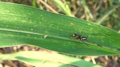 Camponotus compressus